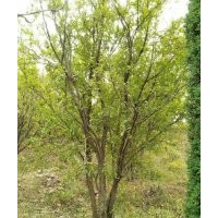 河南東潤農林開發叢生花石榴基地，千畝苗木