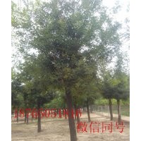 8公分國槐價格