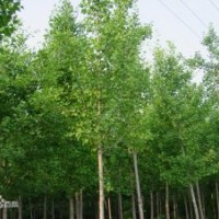 供應絲棉木，3-8公分，原生