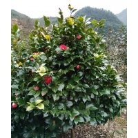低價供應紅楓、垂絲海棠、茶花、紅梅等