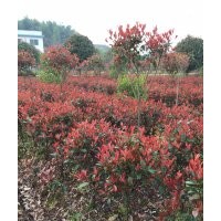 紅葉石楠價格、湖南紅葉石楠小苗、紅葉石楠球