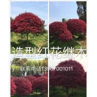 供應紅豆樹、紅豆杉、香榧樹、竹柏、香樟、楊梅樹、香泡樹、樸樹