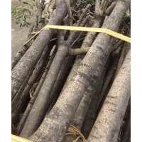 供應8-15公分桂花骨架