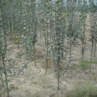 魯西北大型苗木基地，出售各種綠化苗木，我們在這里，等著您來！