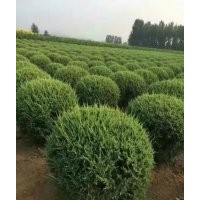 遼寧出售快柏球，東北快柏球基地