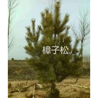長(zhǎng)期供應(yīng)油松，樟子松