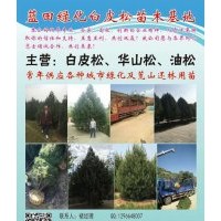 2017年藍田綠華白皮松苗圃