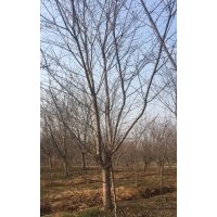 13到16公分櫻花，早晚櫻都有