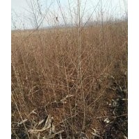 供應金葉榆3-5公分，開源靠山苗木