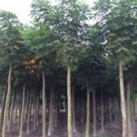 欒樹(shù)