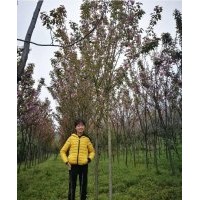 供應 櫻花 茶花等