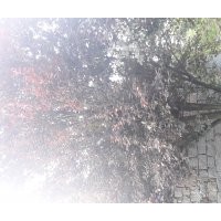 出售大規(guī)格紅葉李，電話15966192988質量一級
