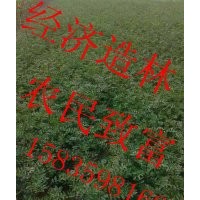 50公分高花椒苗，一年花椒苗，花椒苗經(jīng)濟價值，0.4-0.7粗大紅袍