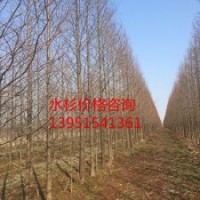 供應15公分水杉 水杉樹