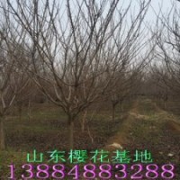 櫻花基地--低價直銷