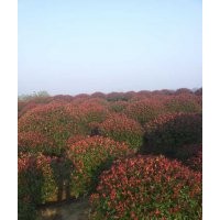 紅葉石楠價格紅葉石楠球價格