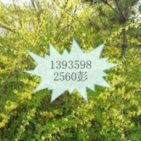 出售連翹苗==山西連翹苗基地==正宗連翹苗價格