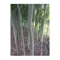 供應(yīng)新疆楊 山桃