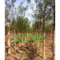 12公分國槐價格，12公分國槐樹