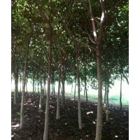 供青桐，法桐，紫葉李，流蘇，黃櫨，欒樹，銀杏，楸樹等