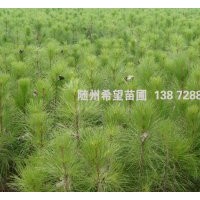 濕地松樹苗批發(fā)，濕地松營(yíng)養(yǎng)杯苗供應(yīng)，包成活！