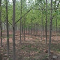 基地供應1-15公分法國梧桐