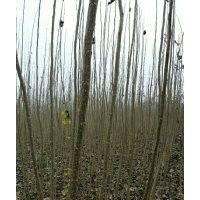 速生楊楊樹苗、花椒苗、毛桃苗、桃樹苗、梨樹苗、國槐、法桐低價