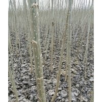 速生楊樹苗花椒苗桃樹苗泡桐冬青苗欒樹大葉女貞低價供應量大