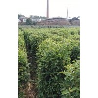 批發冬青小苗、冬青柱價格.100-120-150-180公分