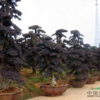 供應湖南紅花繼木小苗、紅花繼木球、紅花繼木造型樹樁