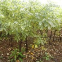 博野縣豐林苗圃場大量出售矮接金葉槐
