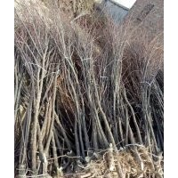 供應(yīng)1一20公分檉柳及小苗，各種規(guī)格鹽松及小苗