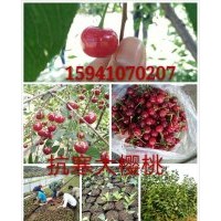 抗寒大櫻桃