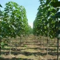 供應2-15公分楸樹，梓樹小苗