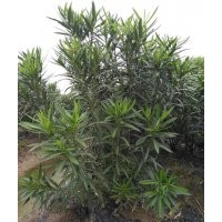 夾竹桃