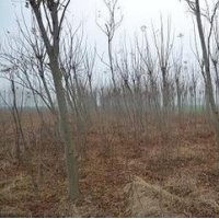 苗圃最新5公分欒樹價格提供 河南欒樹基地