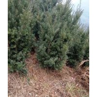 供應曼地亞紅豆杉枝葉、曼地亞紅豆杉枝條、珙桐苗、青楓苗
