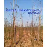 合歡@太康合歡5、6、7、8、9、10公分