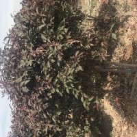 烏魯木齊五一農場出售大小葉白蠟、白樺、金葉榆、夏橡、北美海棠