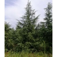 南京萬民苗木專業合作社