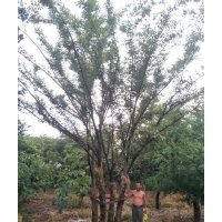 櫸樹，多分枝櫸樹，規(guī)格齊全，一般化，精品都有