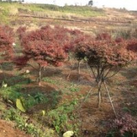 杭州協(xié)燦供應雞爪槭 紅楓 櫻花 桂花