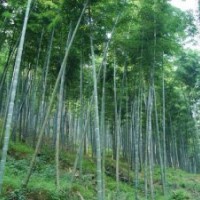 供應粵桂特色毛竹基地 楠竹的林區 毛竹的加工 楠竹苗圃