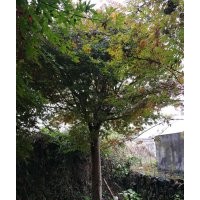 高接紅楓優惠處理