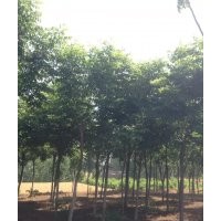 供應大規格紅白玉蘭，黃櫨，流蘇，五角楓，杜梨等