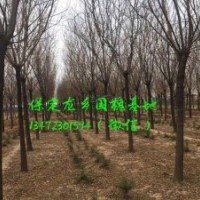 11公分國槐價格，11公分國槐樹