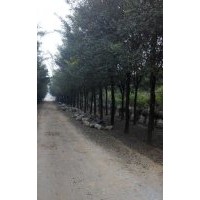 12-16公分國槐