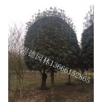 成都低價批發八月桂花