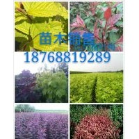 專供金葉復葉槭，紅葉復葉槭，青竹復葉槭