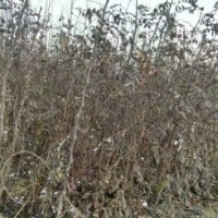 低價出售大紅袍花椒苗、桃樹苗毛桃苗、梨樹苗、107速生楊樹苗、
